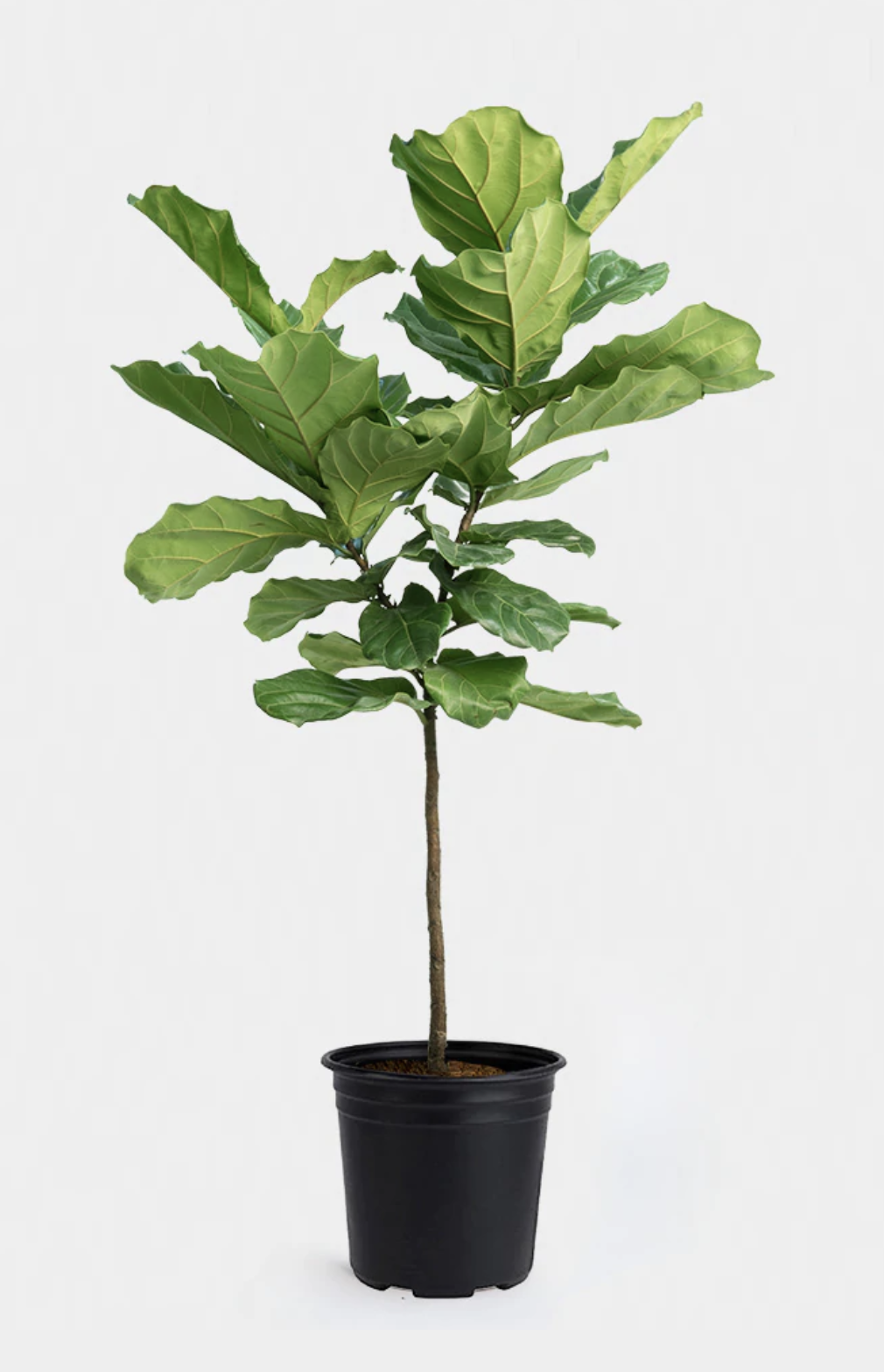 Picture of fiddle-leaf-fig plant